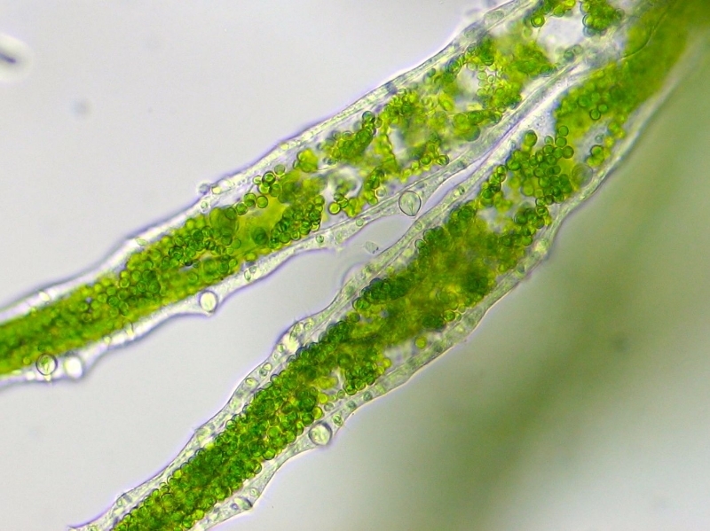 Zeigt her eure Bilder Hydra