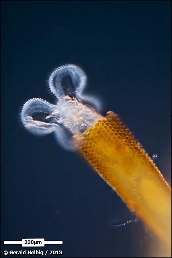 In die Röhre geschaut