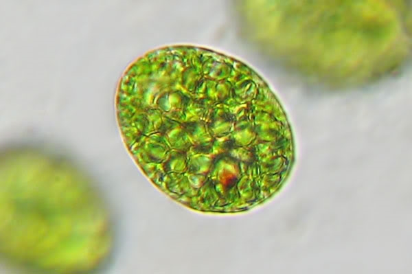 Grünalge > Euglena sp. PalmellaStadium