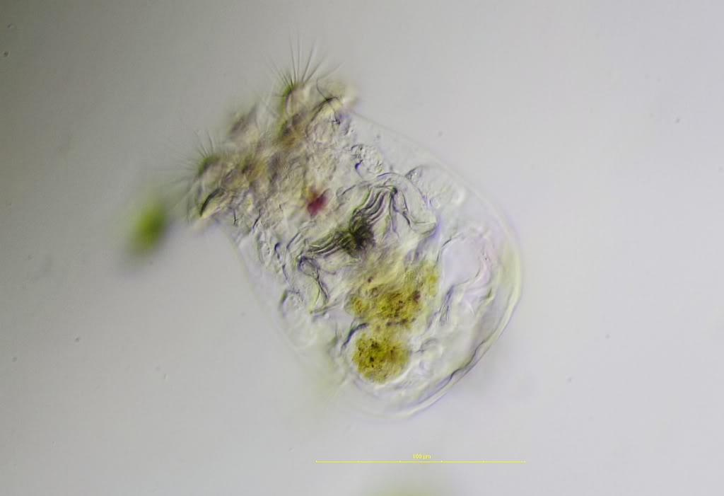 Brachionus urceolaris