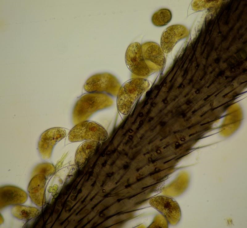 Cystodinium cornifax