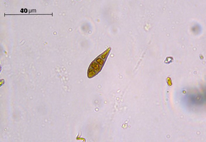 Plankton aus Brasilien