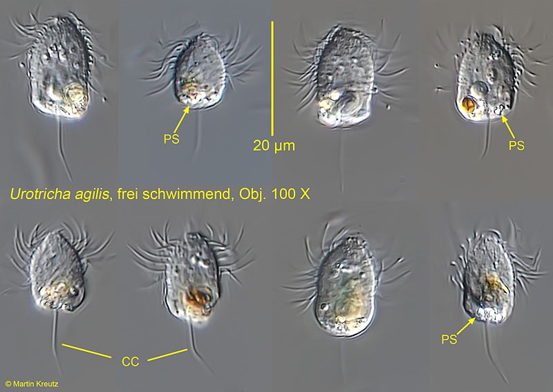 Urotricha agilis Meister der Beschleunigung
