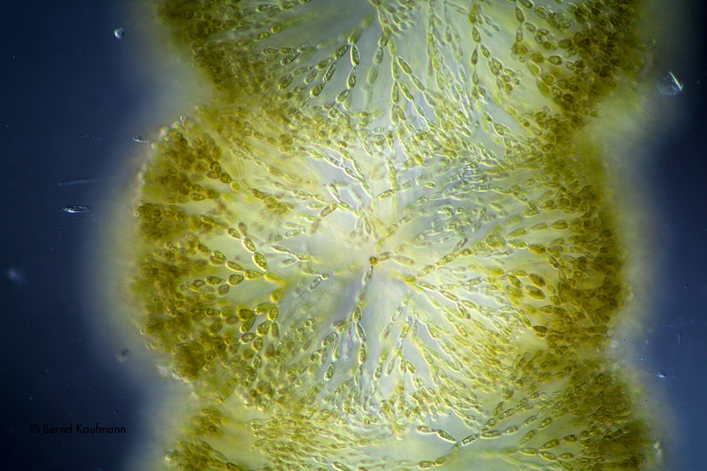 Algen Batrachospermum cf. moniliforme