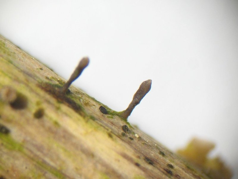 Pilzmikroskopie Acrospermum compressum