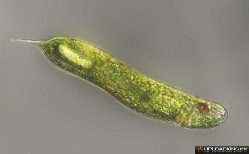 Kaufberatung Mikroskop Euglena Fussball