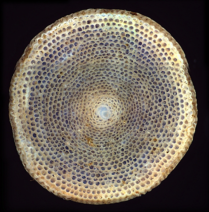 Amphisorus