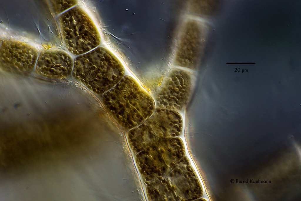Algen Rot oder Braunalgen?