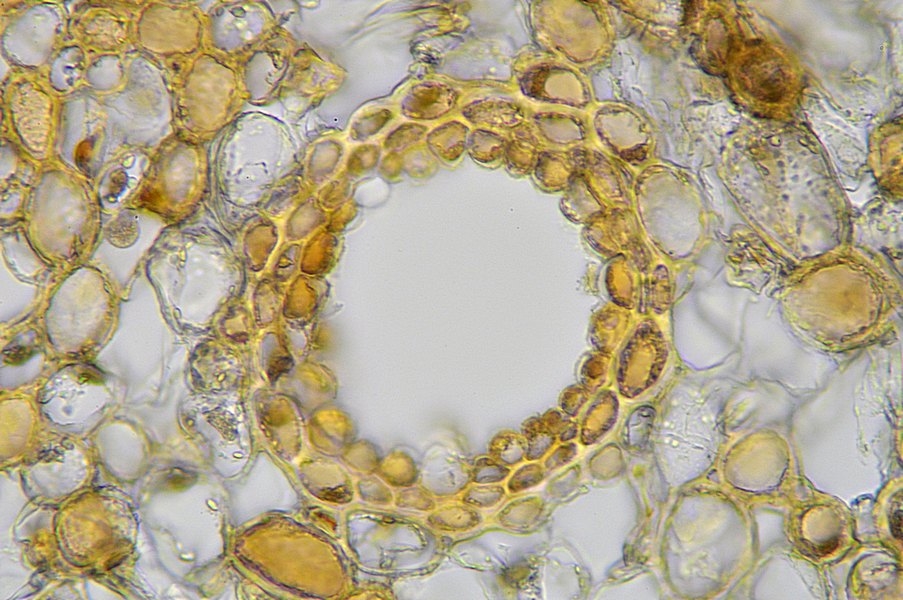 Botanik PurpurTanne Abies amabilis