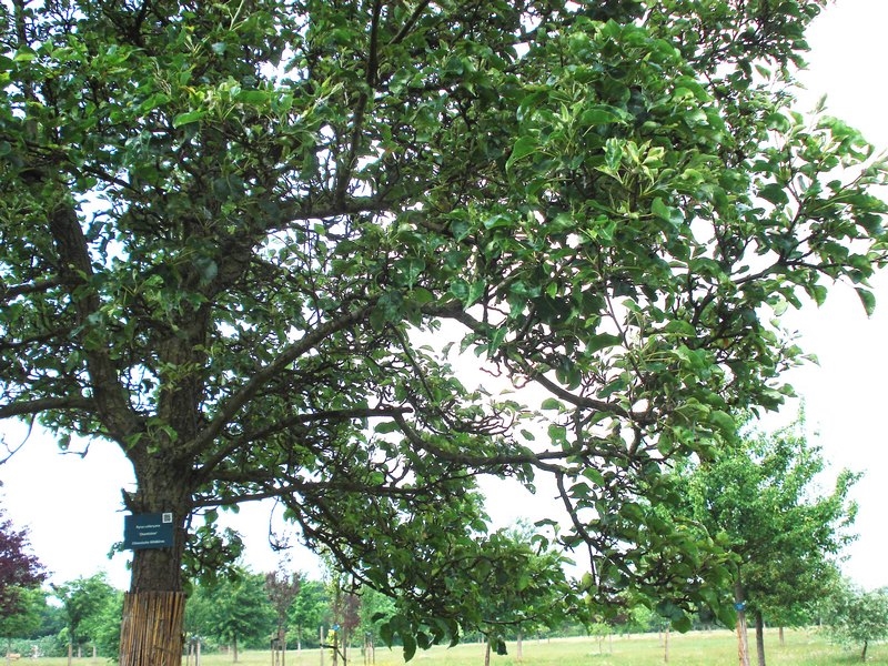 Botanik Chinesische Wildbirne Pyrus calleryana