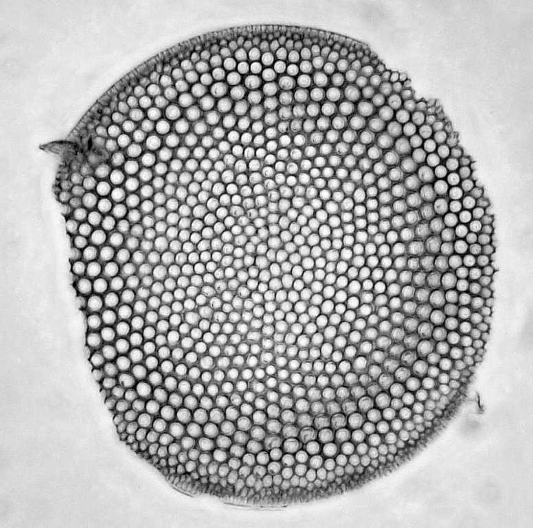 Oamaru Diatomeen Hilfe bei der Bestimmung gesucht