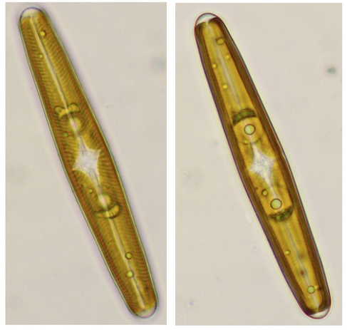 Navicula oblonga (und nicht Pinnularia)
