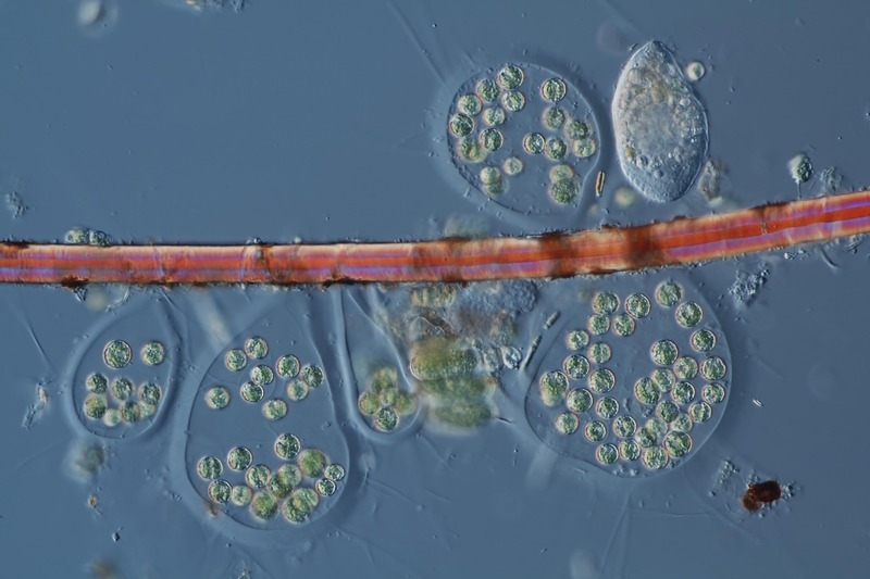 Re Unbekannte Algen(n) wohl Apiocystis