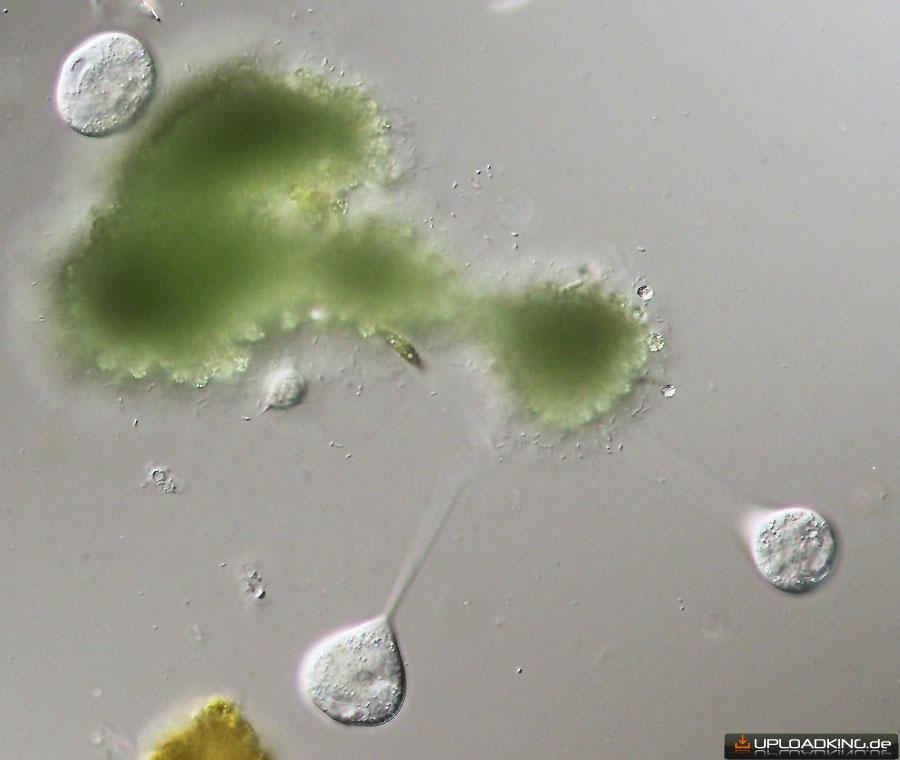 Plankton vom Mikrotreffen im September