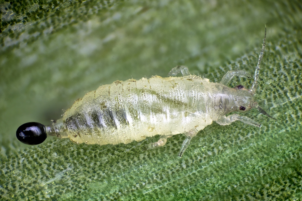 Hercinothrips femoralis