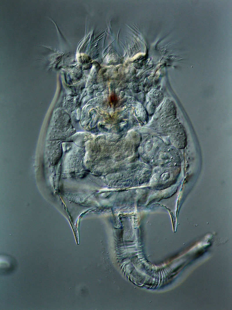 Mal wieder Brachionus