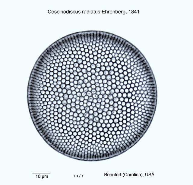 Diatomeen aus Amerika