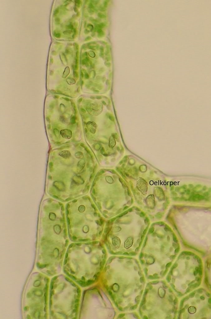 Botanik Ölkörper bei Lebermoosen
