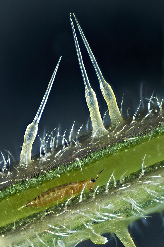 Thrips urticae (Thysanoptera Thripidae) auf Brennnessel (mit zwei