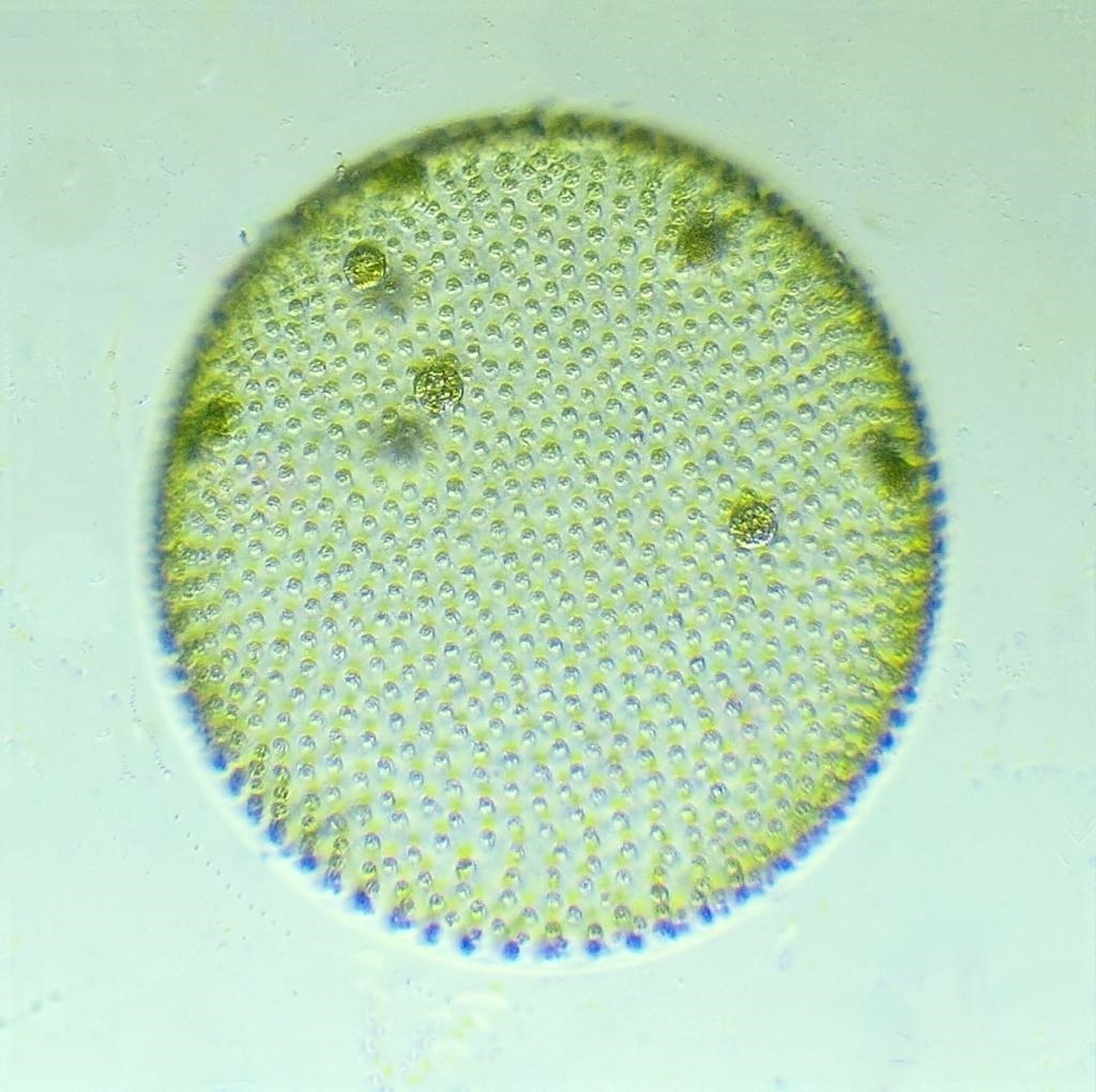 Nur zum ansehen und freuen