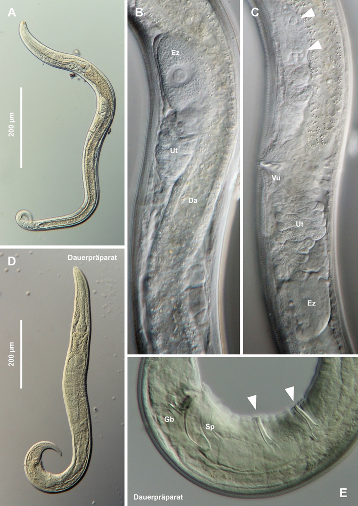 Ein unscheinbarer Nematode aus dem Moos Plectus spec.