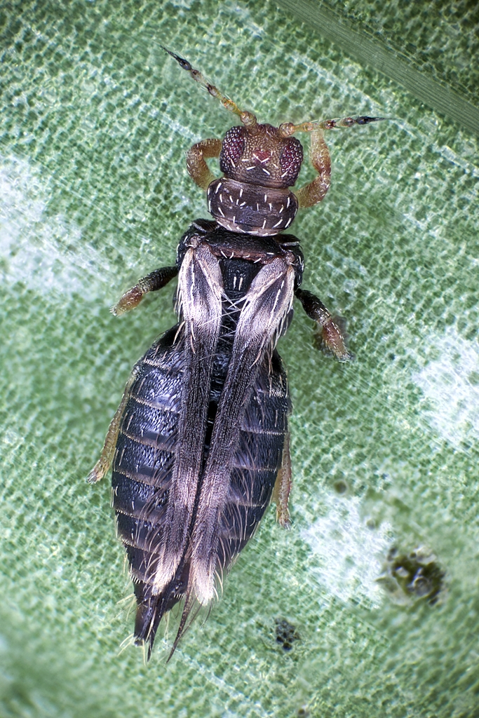 Hercinothrips femoralis