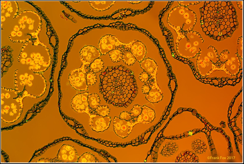 AuflichtFluoreszenz und DurchlichtPOL