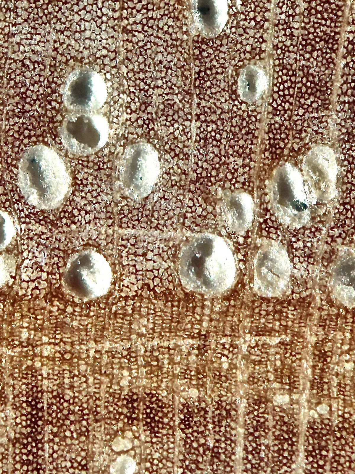 Botanik Die Esche ( Fraxinus ) • makroskopisch + mikroskopisch