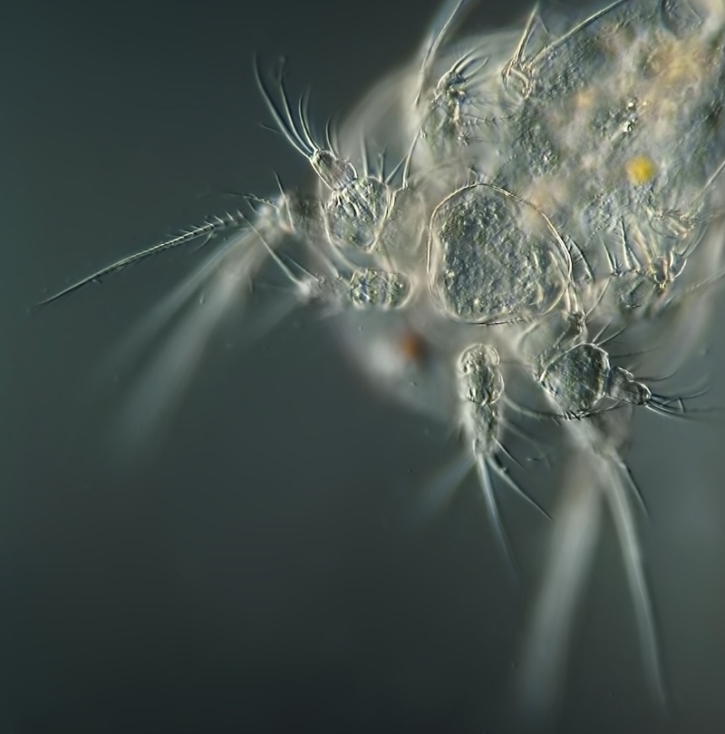 Nauplius