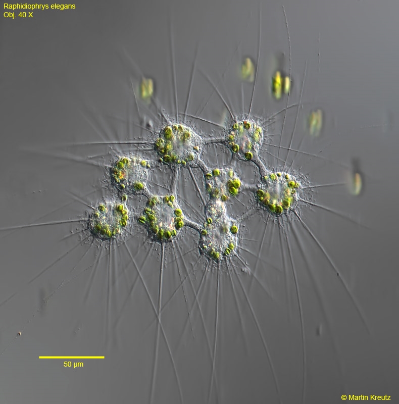 Raphidiophrys elegans