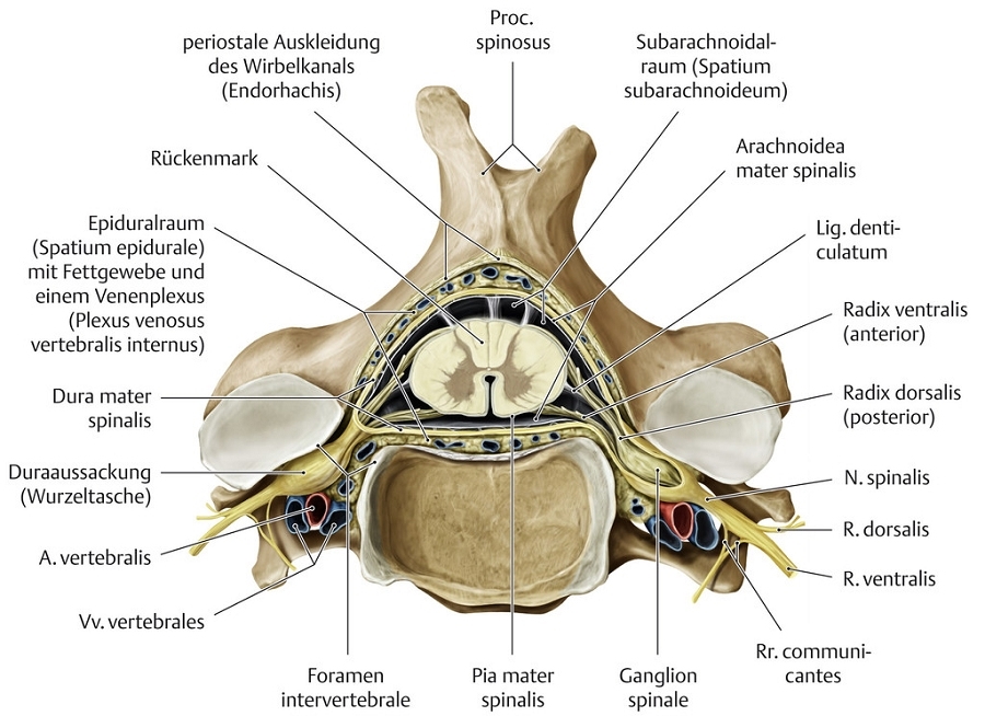 Histologie Ruckenmark Und Spinalganglion Im Kehlkopf Der Maus