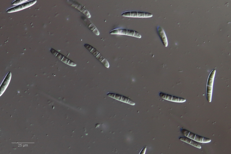 Impressionen vom Heuaufguss