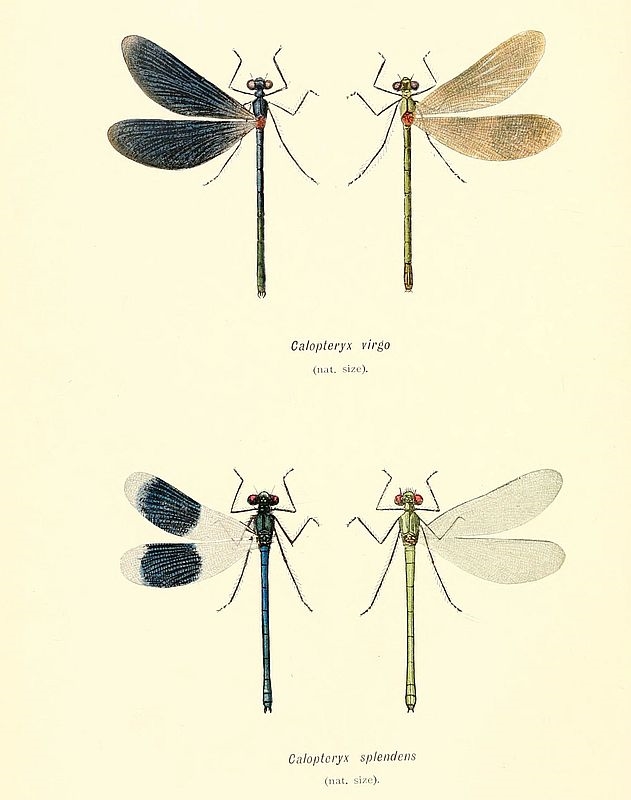 Zoologie Des Kaisers neue Kleider Calopteryx virgo