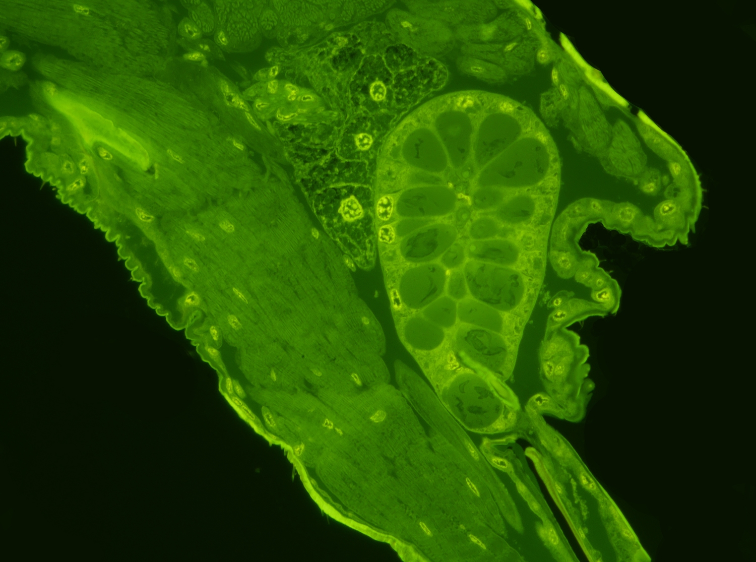 Dicranomyia spec. Speicheldrüse Acridinorange