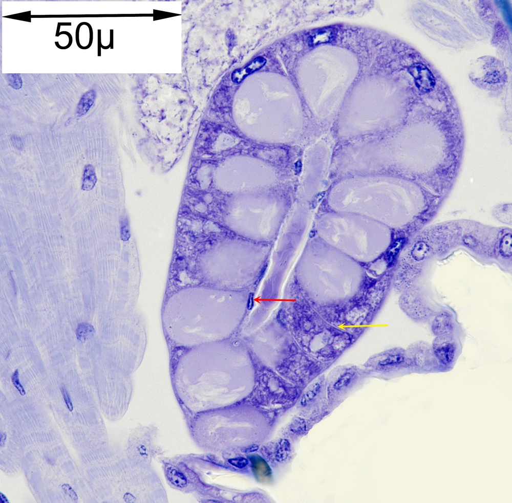 Dicranomyia spec. Speicheldrüse Acridinorange