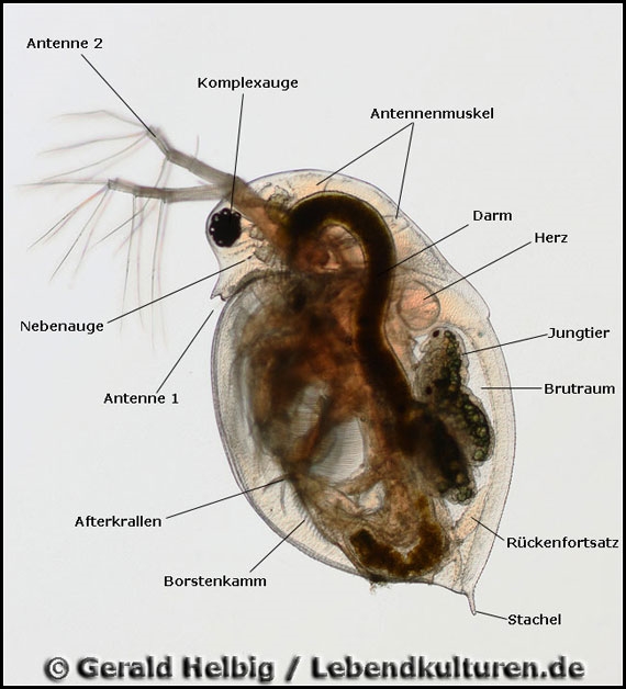 Daphnia Pulex Pulex