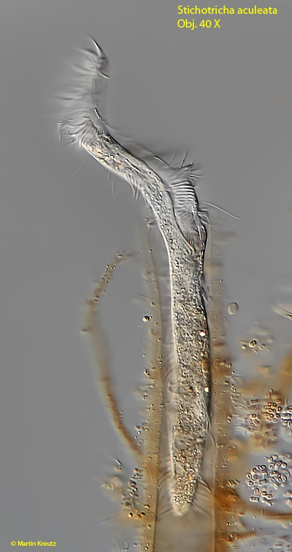 Stichotricha aculeata