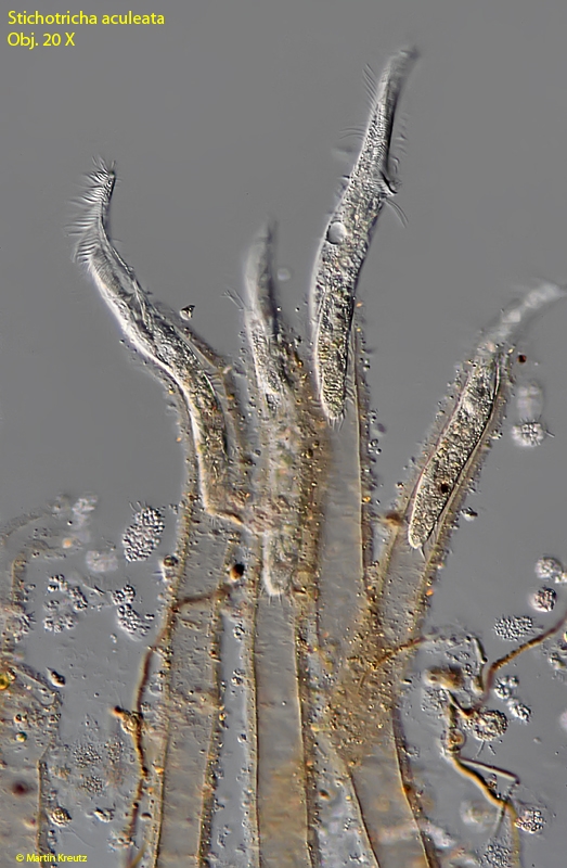 Stichotricha aculeata