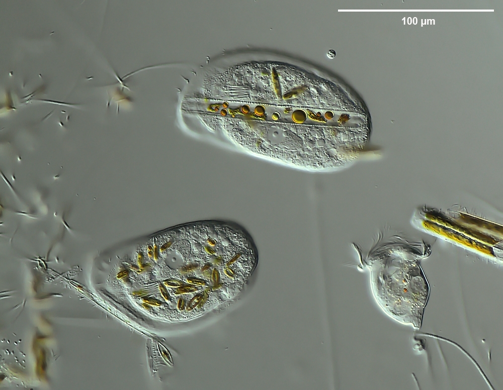 Einige Beobachtungen an Trithigmostoma cucullulus