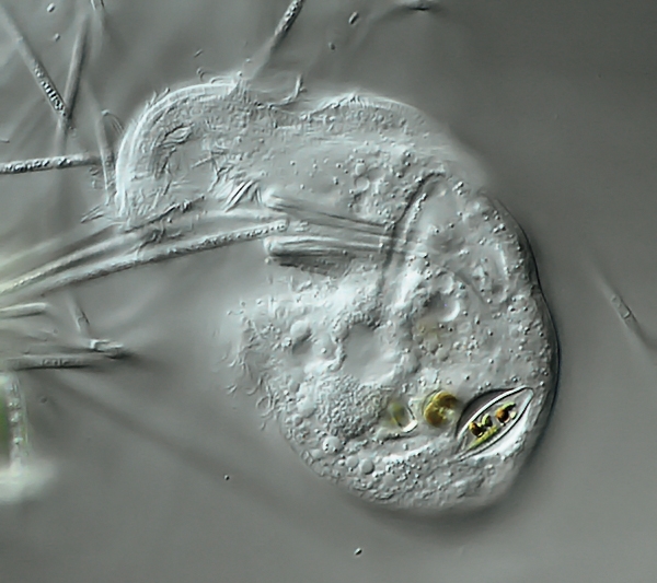 Einige Beobachtungen an Trithigmostoma cucullulus