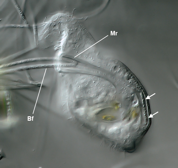 Einige Beobachtungen an Trithigmostoma cucullulus