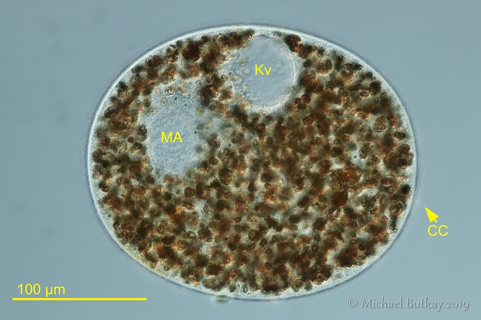 Obertrumia aurea ein ausgesprochener Einzelgänger