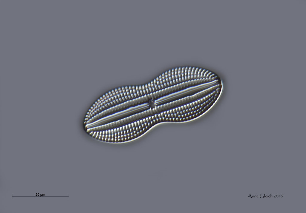 Diatomeen Phillippinen