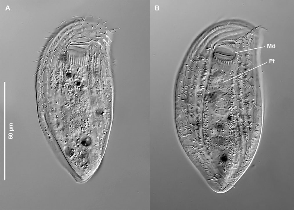 Der cyrtophoride Ciliat Pseudochilodonopsis piscatoris