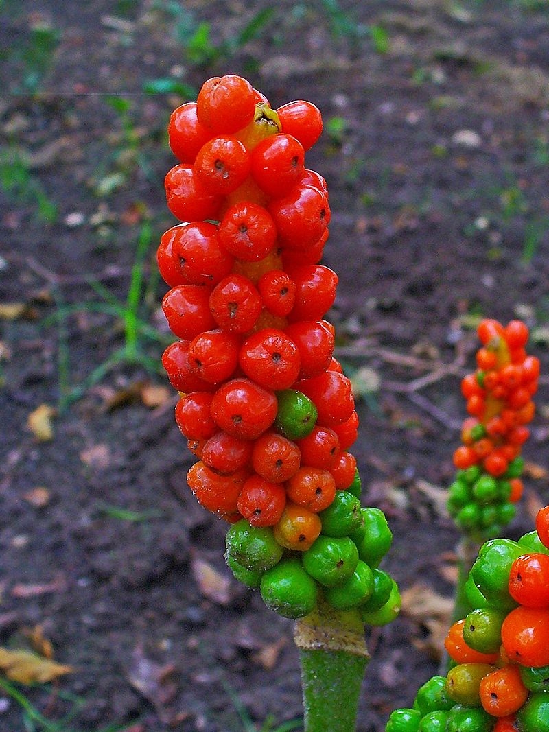 Botanik: Weibliche Blüte von einem Gefleckten Aronstab (Arum maculatum)