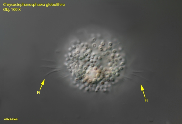 Chrysostephanosphaera globulifera eine geheimnisvolle Goldalge