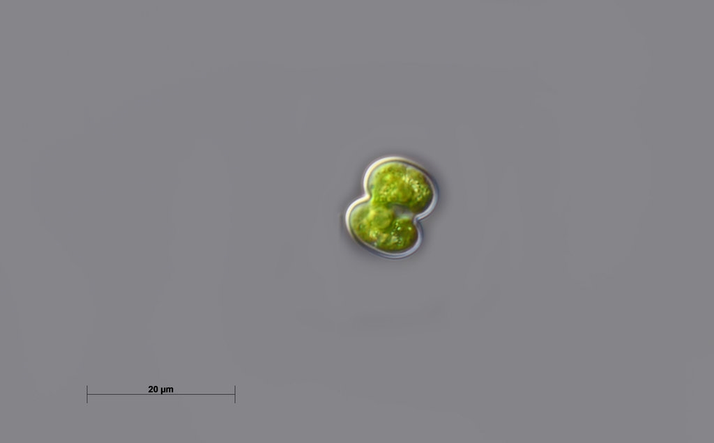 Noch mehr Bilder aus dem Moor