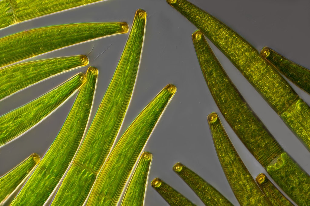 Noch mehr Bilder aus dem Moor