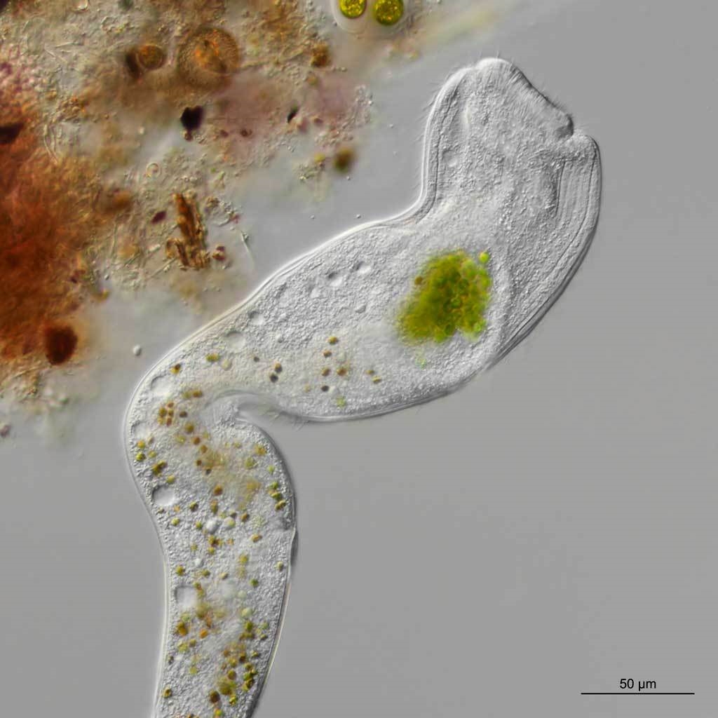 Beutefang beim Ciliaten Homalozoon vermiculare