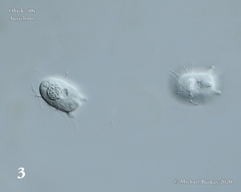Parasit Sphaerophrya doliolum PENARD 1920